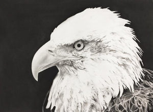 Canadian Bald Eagle - Charcoal on Paper - 22x30" - 2018